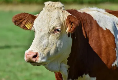 Красная горбатовская мясо-молочная порода коров