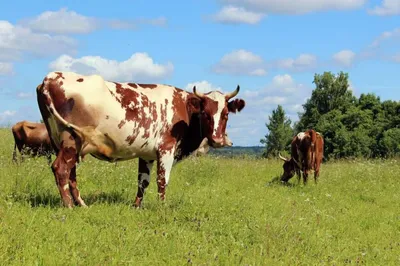 ТОП-10 самых необычных пород коров