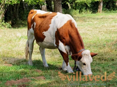 Симментальская порода коров — АгроXXI