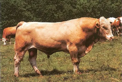 Капитал-ПРОК - Одна из самых востребованных ранее пород крупного рогатого  скота — красногорбатовская. Этот скот относят к мясо-молочному виду  буренок. И в настоящее время этот крупный рогатый скот является одним из  самых