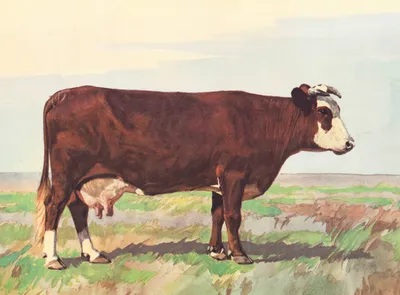 Симментальская мясо-молочная порода коров