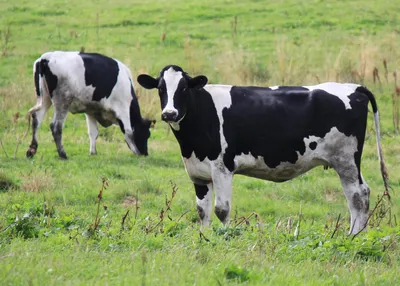 Секрет большого молока. Какие породы коров – самые популярные и  продуктивные? | Нариман Тасщонов | Дзен