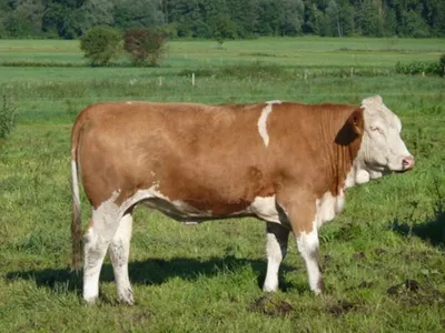 Пинцгауэрская порода коров (пинцгау): описание, характеристика, фото