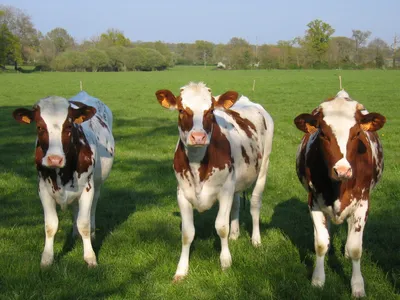 Красно-пестрая молочная порода коров