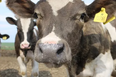 Три коровы обеспечат мир в Европе - Редакция Германия