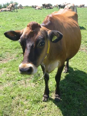 Симментальская (порода коров) — Википедия