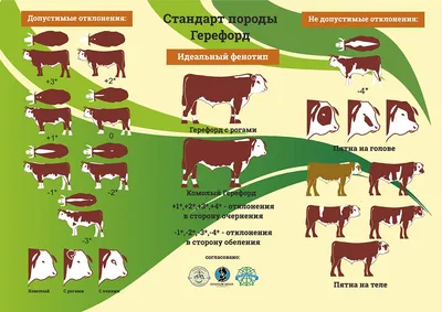 Айрширская порода - ООО Пермское