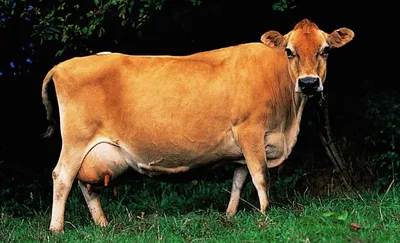 Как влияют гены на масть крупного рогатого скота голштинской породы