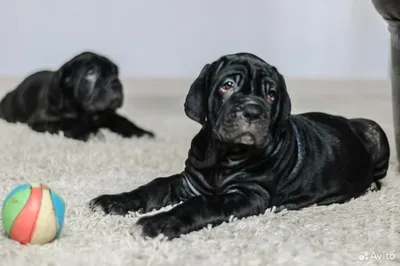 мастино наполетано / neapolitan mastiff - Сайт largepaw!