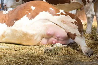 Серозный мастит у коров: причины, симптомы и лечение | компания NITA-FARM