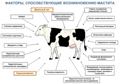 Мастит коров и как его избежать | ООО Агроферма | Дзен