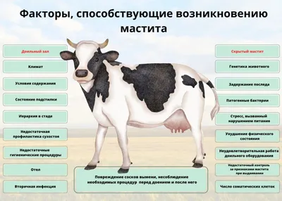 Статья на тему: наиболее распространенные бактериальные возбудители мастита  у коров