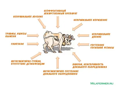 Мастит » EFART-BEL: моющие средства для пищевой промышленности