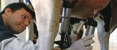 Мастит у коровы и его причины - Ижсинтез Химпром