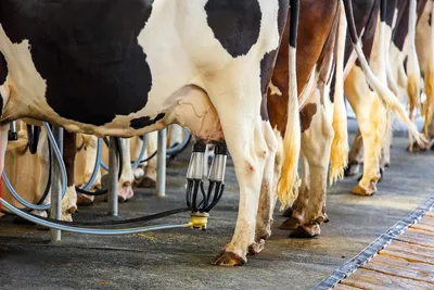 Природные иммуномодуляторы предупреждают возникновение мастита у коров –  тема научной статьи по животноводству и молочному делу читайте бесплатно  текст научно-исследовательской работы в электронной библиотеке КиберЛенинка