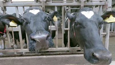 Как распознать первые признаки мастита у коров и сохранить показатели  молока в норме - компания ЮВМИЛК