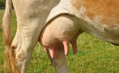 Мастит молочных коров | Премиум Фото