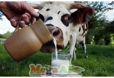 Мазь для вымени коров от мастита Буренка 200гр. - купить с доставкой по  выгодным ценам в интернет-магазине OZON (1327264871)