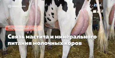 Мастит- воспаление груди; Вид вымя коровы a со спины, Veterinari  образования абсцесса хирургии болезней животных Стоковое Изображение -  изображение насчитывающей собач, здорово: 199359985