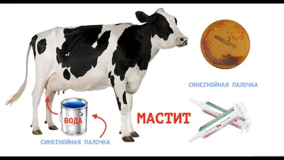 Мастит у коров | просто о жизни | Дзен