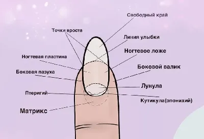 vi_nail_victory - Главным в строении ногтя является матрикс Матрикс  отвечает за рост и внешний вид ногтя. Повреждение матрикса может вызвать  серьёзную и длительную деформацию или даже полное прекращение роста ногтя.  Видимым продолжением