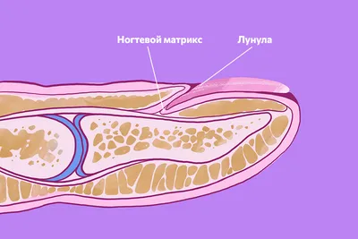 МАНИКЮР ПРИ НЕЖНОМ МАТРИКСЕ