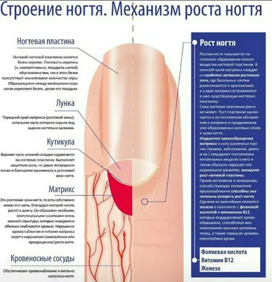 1. Ногтевая пластина - основная часть ногтя, состоящая из полупрозрачных  ороговевших клеток, она имеет выпуклую форму.. | ВКонтакте