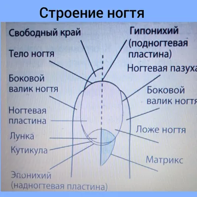 Анатомия, биология, физиология и основные особенности патологии ногтей