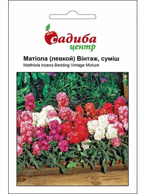 Маттиола седая (Matthiola incana) Cinderella Vivid Formula Mixed, 250 семян