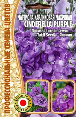 S5108 Маттиола Cinderella Purple 10шт. - купить в Москве в интернет-магазине