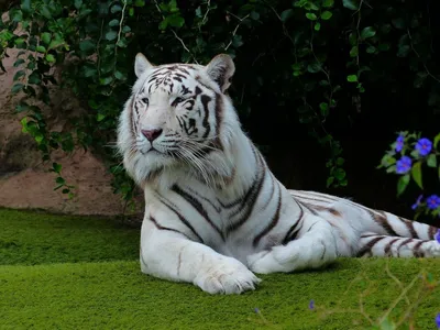 Мазандаранский тигр фото 79 фото