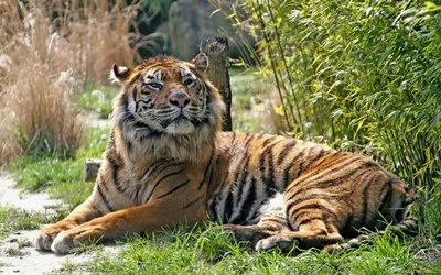 Файл:Siberian-Tiger.jpg — Википедия