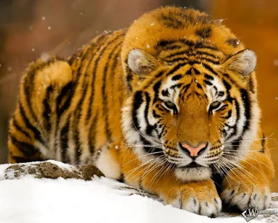 Королевский тигр - 65 фото