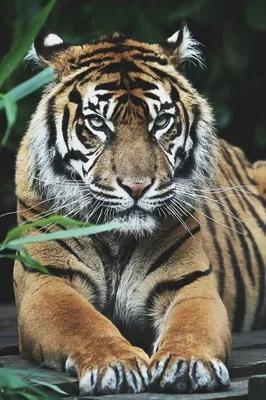 Тигр - Panthera tigris