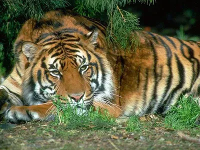 Тигр африканское животное - 60 фото