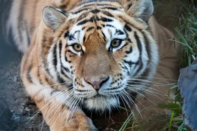 Мазандаранский тигр - 62 фото