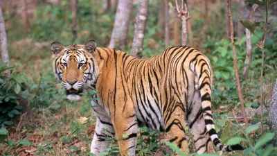 Малайский тигр - 68 фото