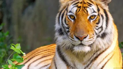 Тигр - Panthera tigris