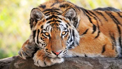 Гималайский тигр (63 фото) - красивые фото и картинки pofoto.club