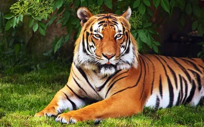 Тигр - Panthera tigris