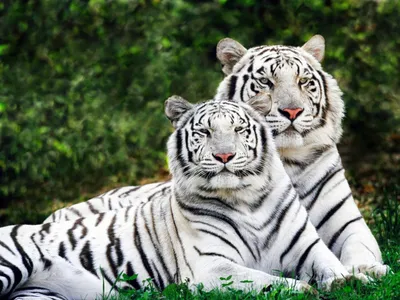 Африканский тигр (67 фото) - фото - картинки и рисунки: скачать бесплатно