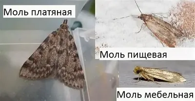 Trichophaga tapetzella — Ковровая моль