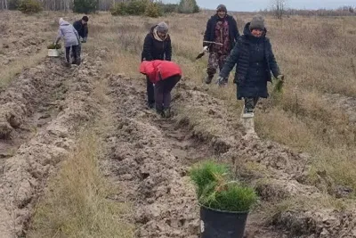 Меч Колесова - купить меч Колесова для посадки лесных культур у  производителя в Губкинском - ООО НПО ЛЕСПРОМРЕСУРС