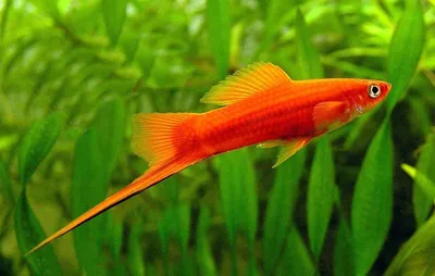 Меченосец (Xiphophorus hellerii) | Рыбки Растения Аквариум | Дзен