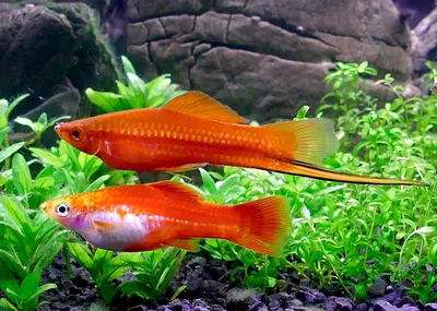 Меченосец аквариумная рыбка: содержание, совместимость, размножение,  фото-видео обзор