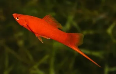 Меченосец красный (Xiphophorus hellerii var.) | Aquarium-Style