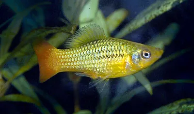 Меченосец ассорти (Xiphophorus hellerii var. ) 3-4 см