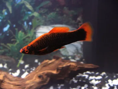 Меченосец \"Кохаку\" (Xiphophorus hellerii var.) | Aquarium-Style