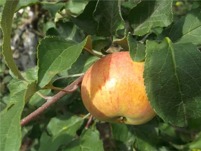 Саженцы многосортовой яблони: Многосортовая яблоня Медуница + Красное раннее