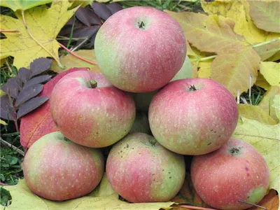 Яблоня Медуница купить по цене 230₽ за 1 шт. в Миллеровое в  интернет-магазине «Посадика»